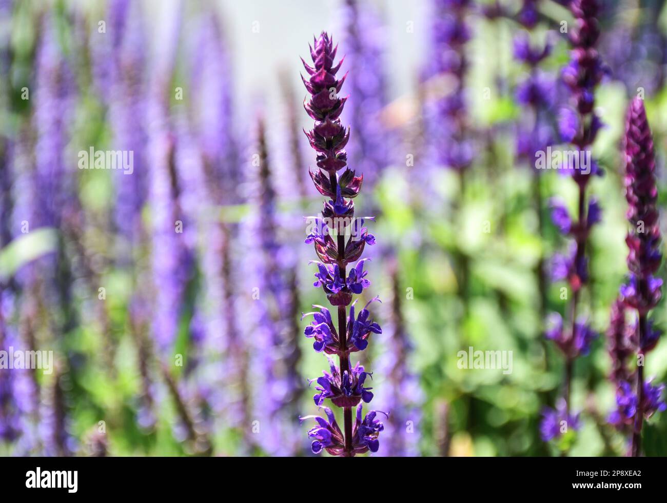 Blooming purple meadow or Mealy cap sage. blurred soft background and bokeh. lush green planter. summer garden scene. bright light. Salvia Farinacea. Stock Photo