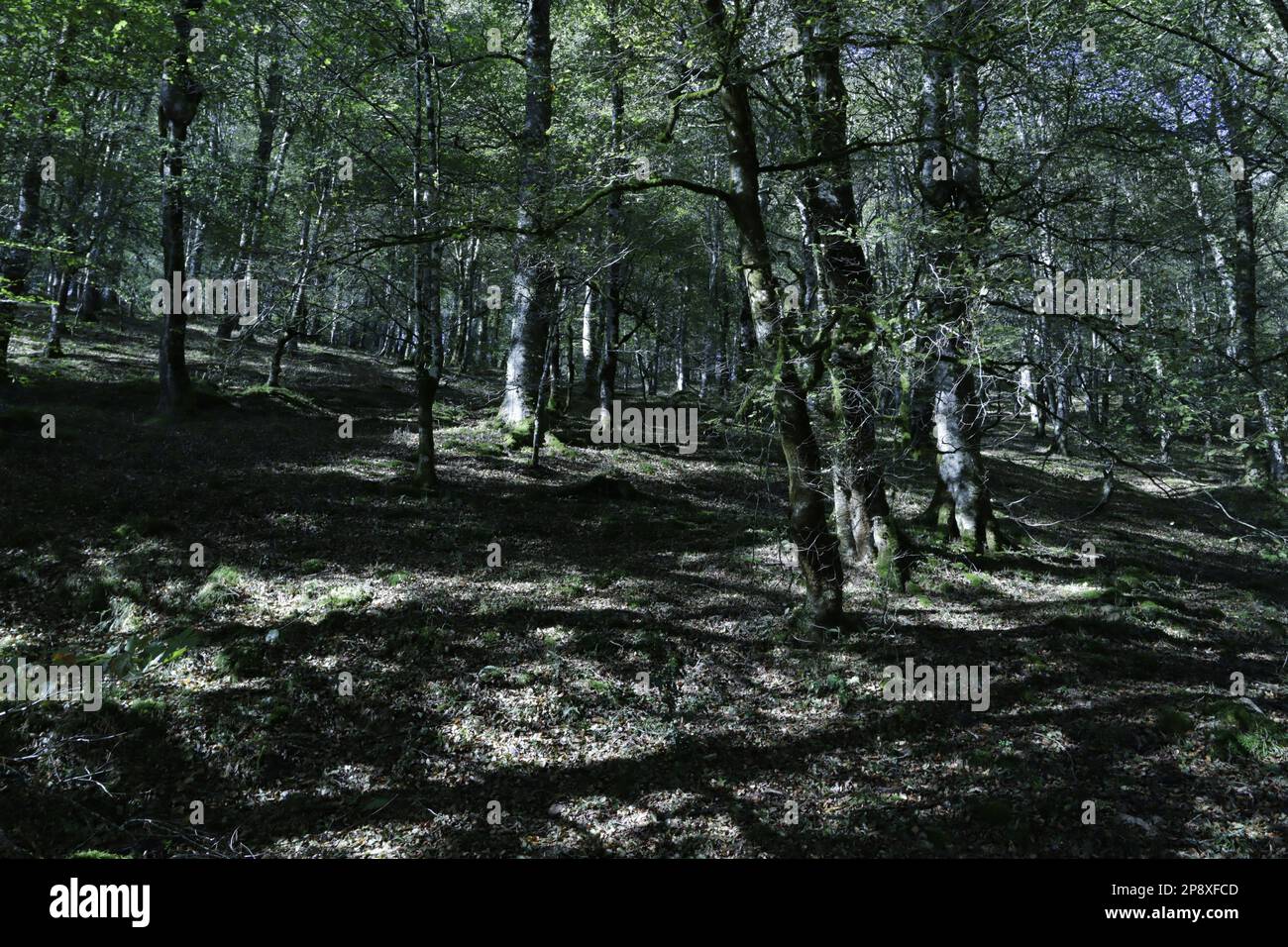 Bosque de hayas con el suelo limpio y verde en reserva natural del Saja, España Stock Photo