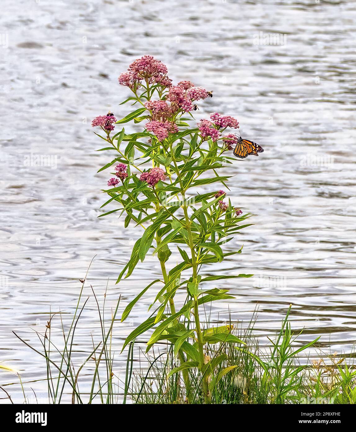 A Swamp Milkweed plant by the edge of a lake with various pollinators including a Monarch butterfly and some bumblebees. Stock Photo