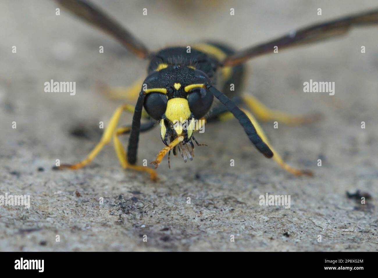 Frontal closeup of the Early mason wasp, Ancistrocerus nigricornis Stock Photo