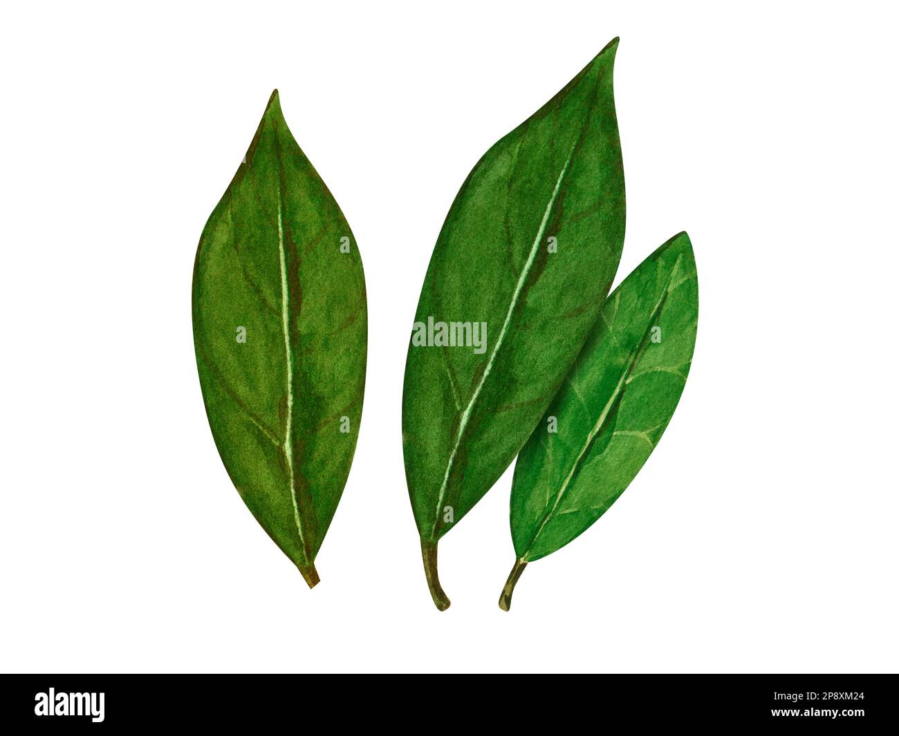 Watercolor bay leaf. Hand draw bay leaves illustration. Herbs object