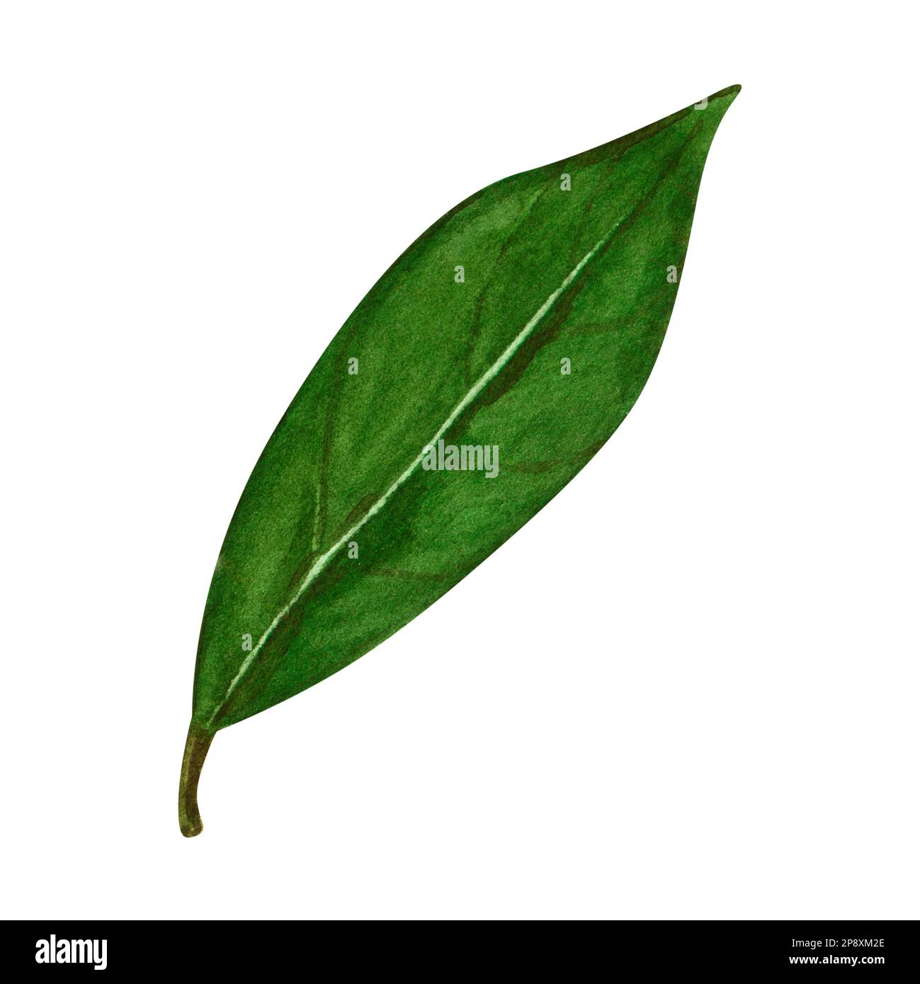 Watercolor bay leaf. Hand draw bay leaves illustration. Herbs object