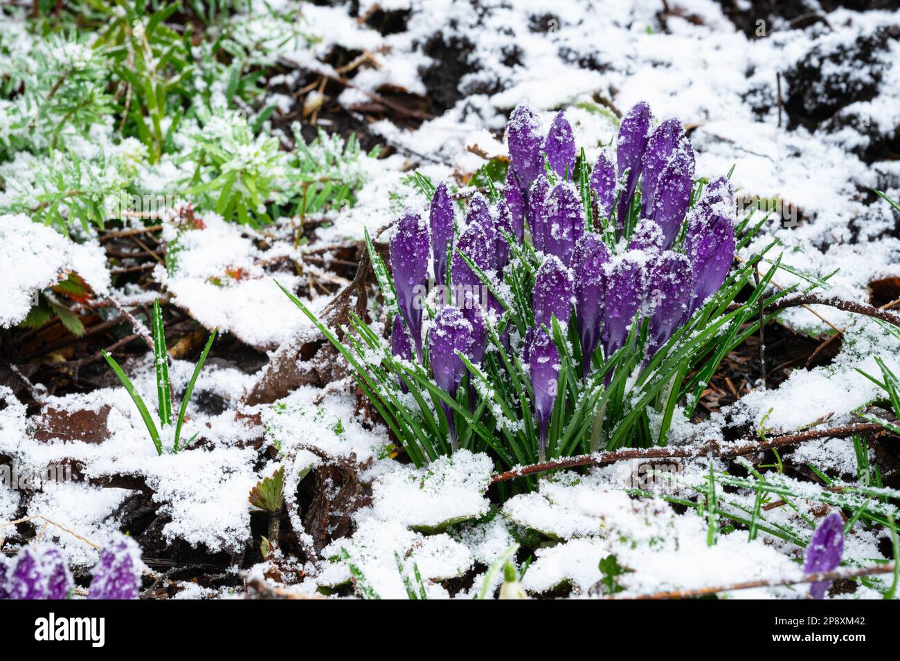Violet colored crocus flowers in the snow Stock Photo