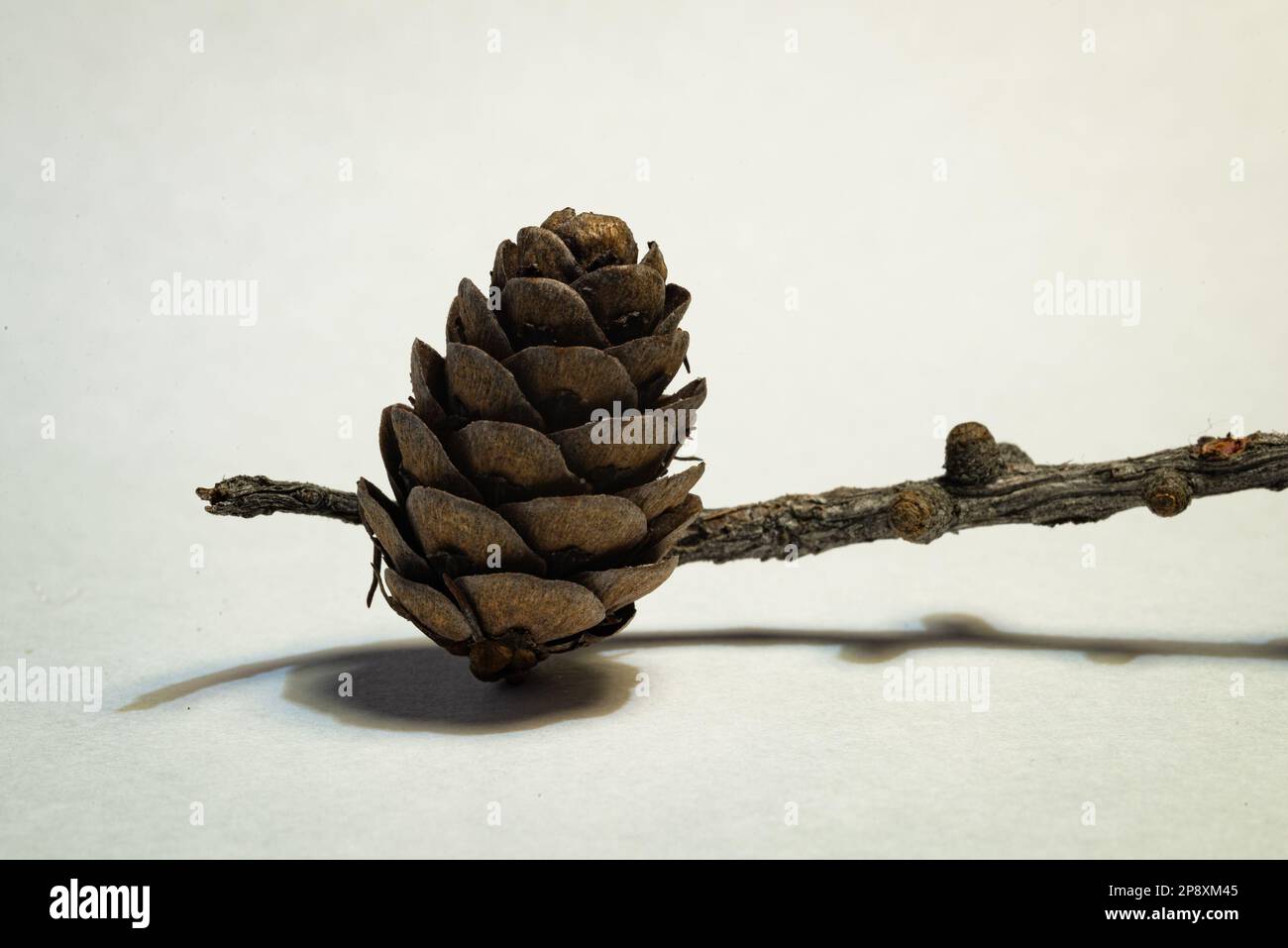 Detailed image of a larch (Larix) cone Stock Photo
