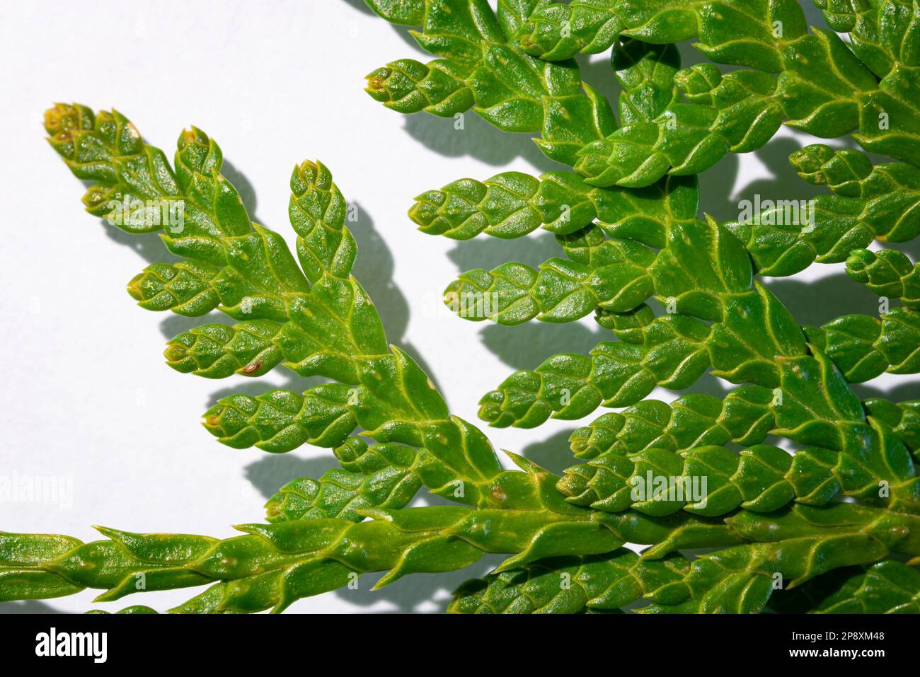 Detailed shot of the scaly leaf of a Thuja Stock Photo