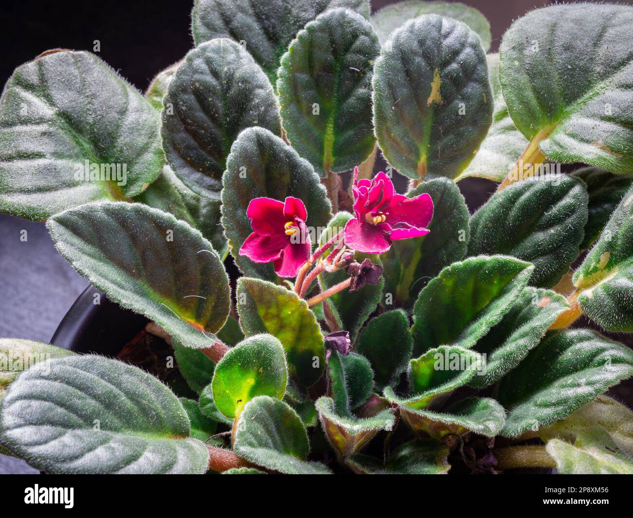 Detailed shot of the purple flowers of an african violet (latin name: Streptocarpus sect. Saintpaulia) Stock Photo