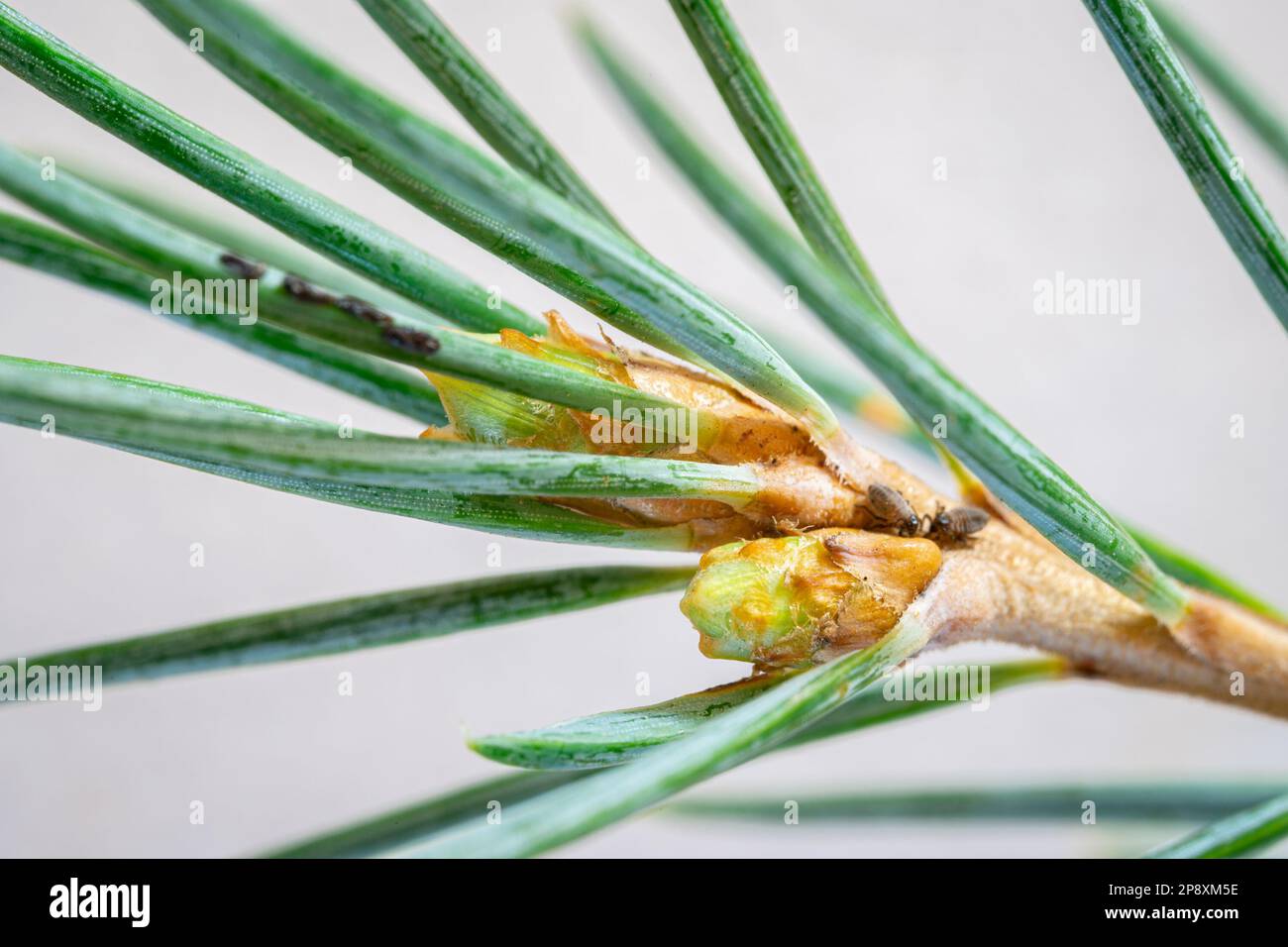 Macro of the needles and flared buds of a larch (Larix) Stock Photo