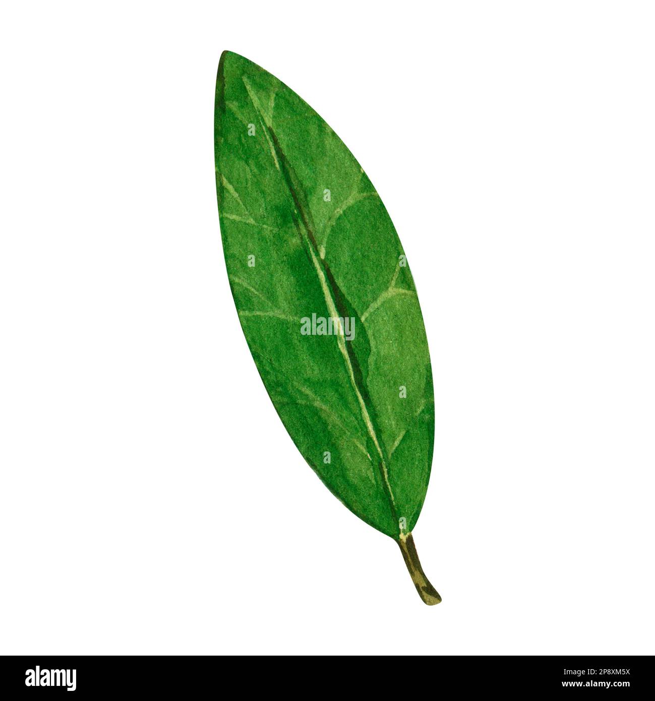 Watercolor bay leaf. Hand draw bay leaves illustration. Herbs object