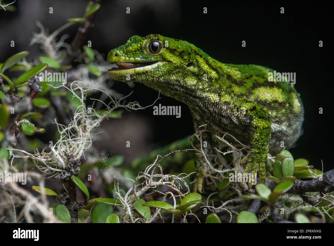 A close up portrait of a rough gecko (Naultinus rudis) endemic to Aotearoa New Zealand. Stock Photo