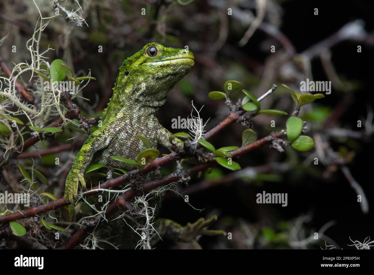 A close up portrait of a rough gecko (Naultinus rudis) endemic to Aotearoa New Zealand. Stock Photo