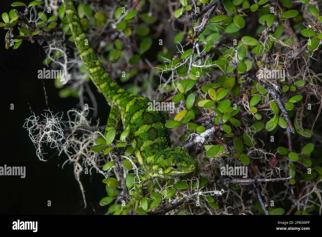 A cryptic rough gecko (Naultinus rudis) blends in with foliage due to its excellent camouflage in Aotearoa New Zealand. Stock Photo