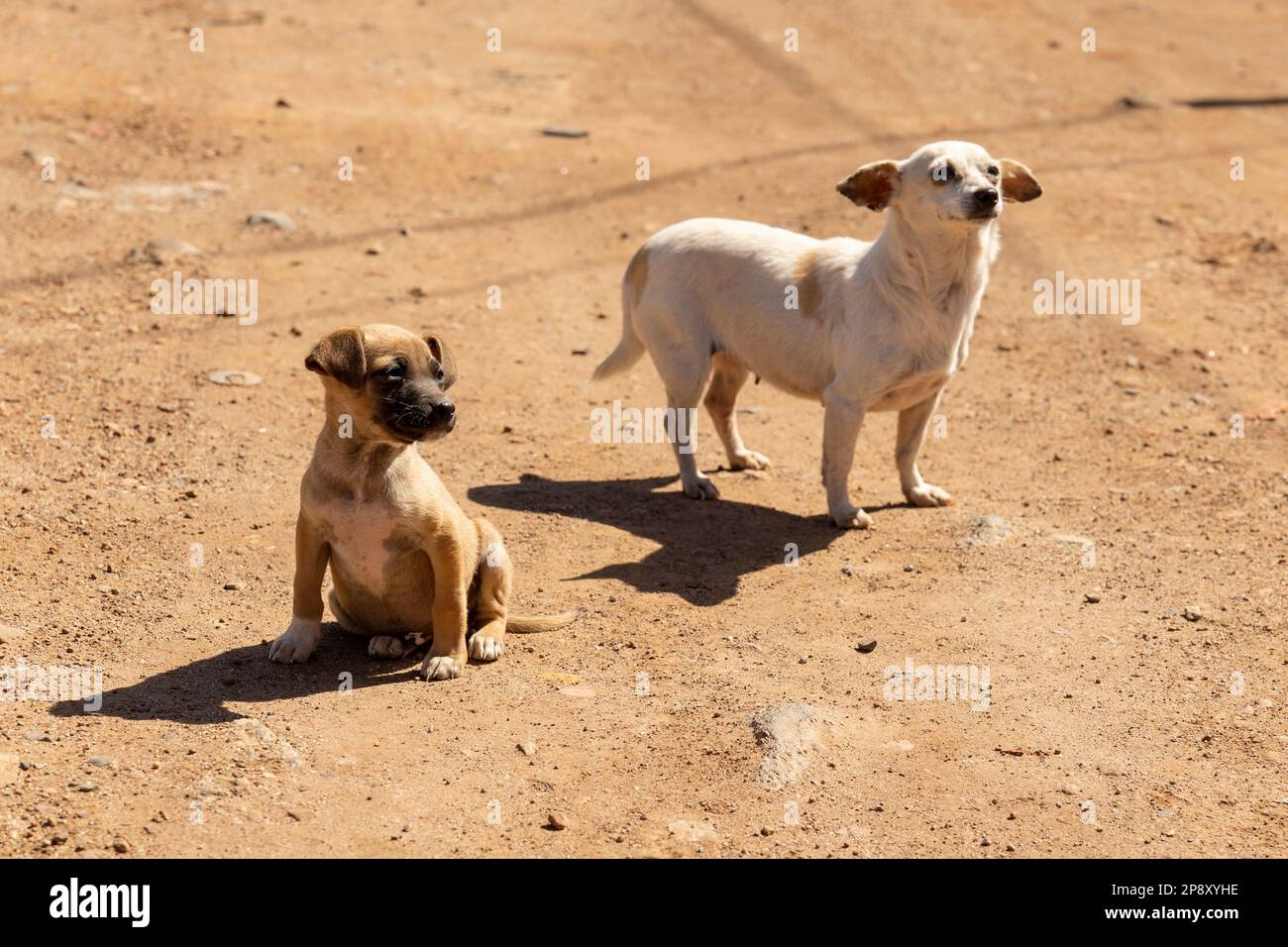 Ensenada, Baja California, Mexico - Two street dogs on a sunny afternoon Stock Photo