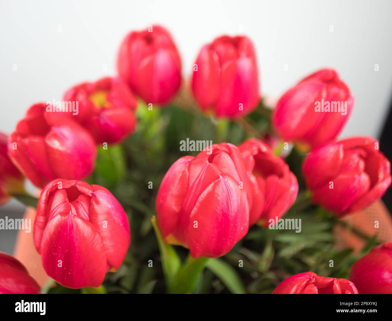 bunch of tulips isolated on white background Stock Photo - Alamy