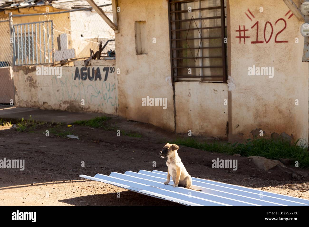 Ensenada, Baja California, Mexico - Street dog pup sitting on a sheet of corrugated tin on a sunny afternoon in a poorer district Stock Photo