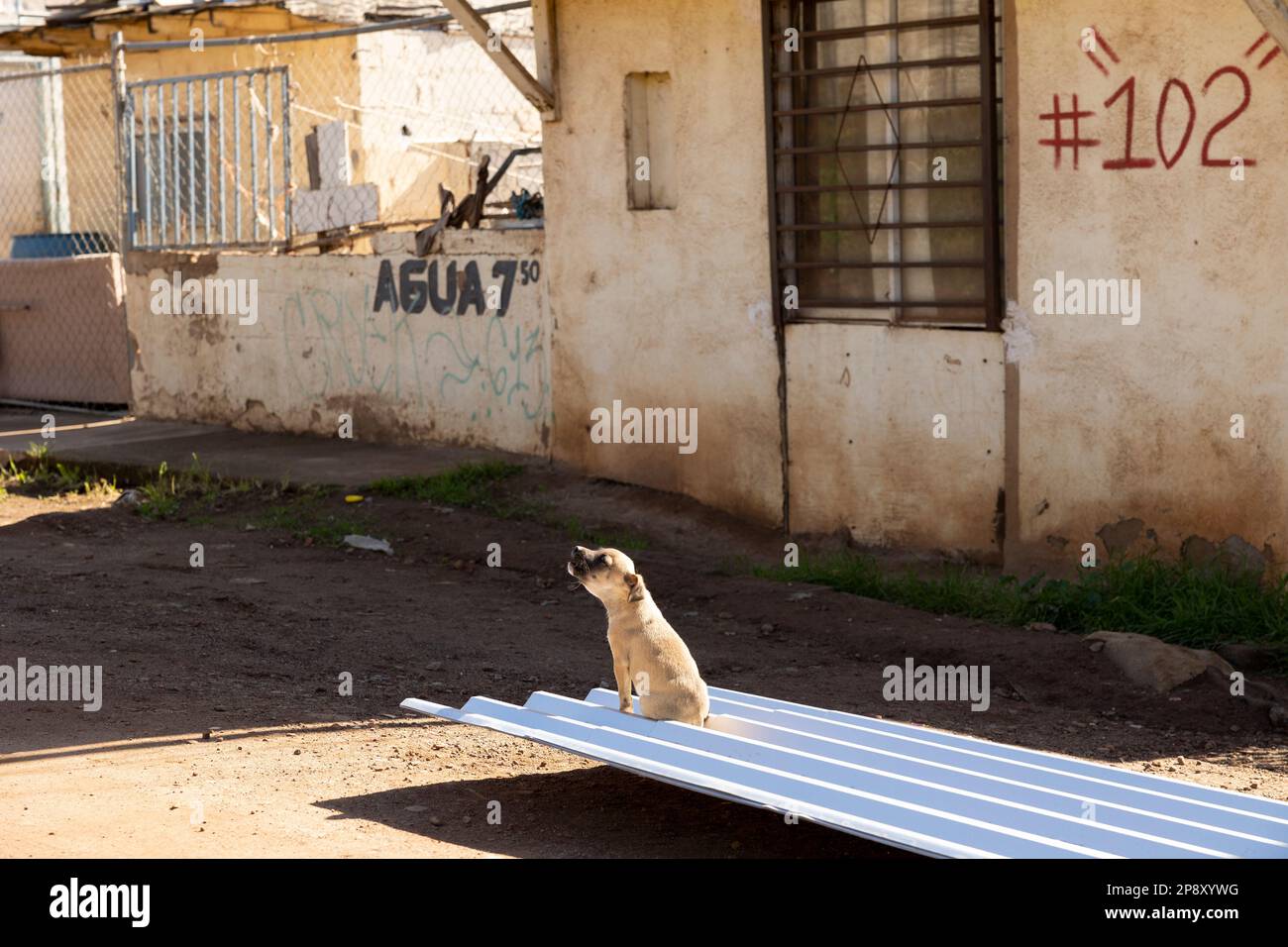 Ensenada, Baja California, Mexico - Barking street dog pup sitting on a sheet of corrugated tin on a sunny afternoon in a poorer district Stock Photo