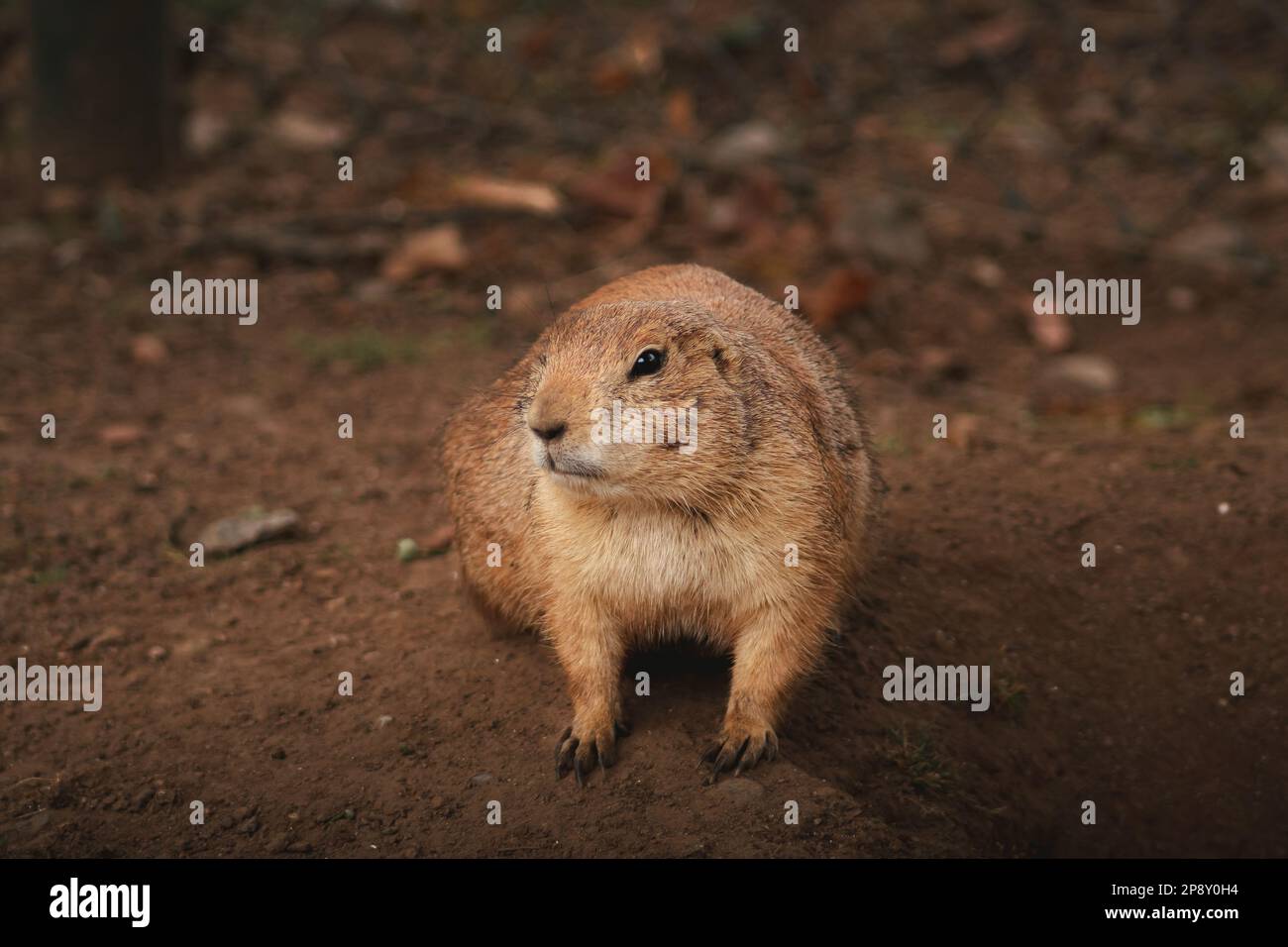 Curious Critter: A Playful Prairie Dog Peeks Out Stock Photo