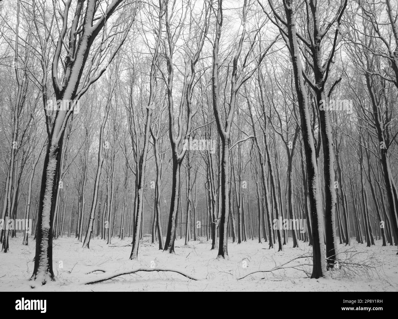 Snowshill Woodland Cotswolds Gloucestershire Stock Photo Alamy