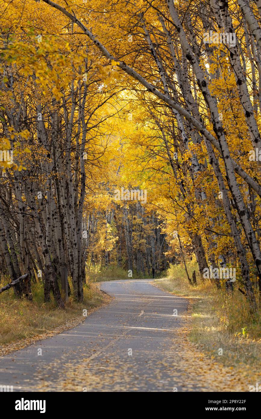 Calgary, Alberta, Canada - Paved path through an aspen forest with autumn colors in South Glenmore Park; vertical orientation Stock Photo