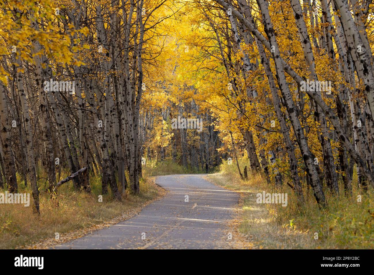 Calgary, Alberta, Canada - Paved path through an aspen forest with autumn colors in South Glenmore Park Stock Photo