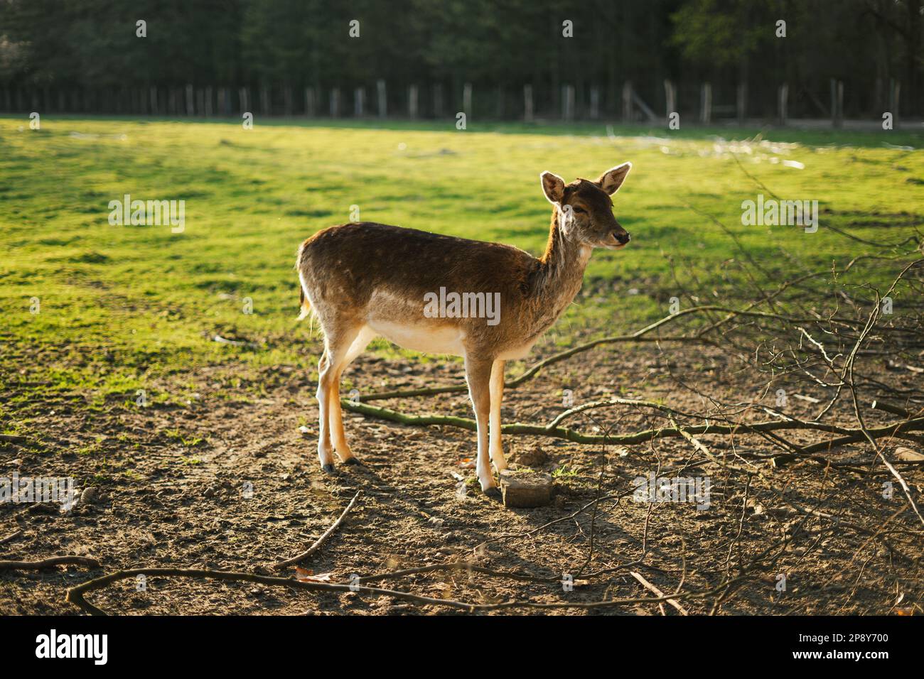 Female Persian fallow deer (Dama mesopotamica) Stock Photo