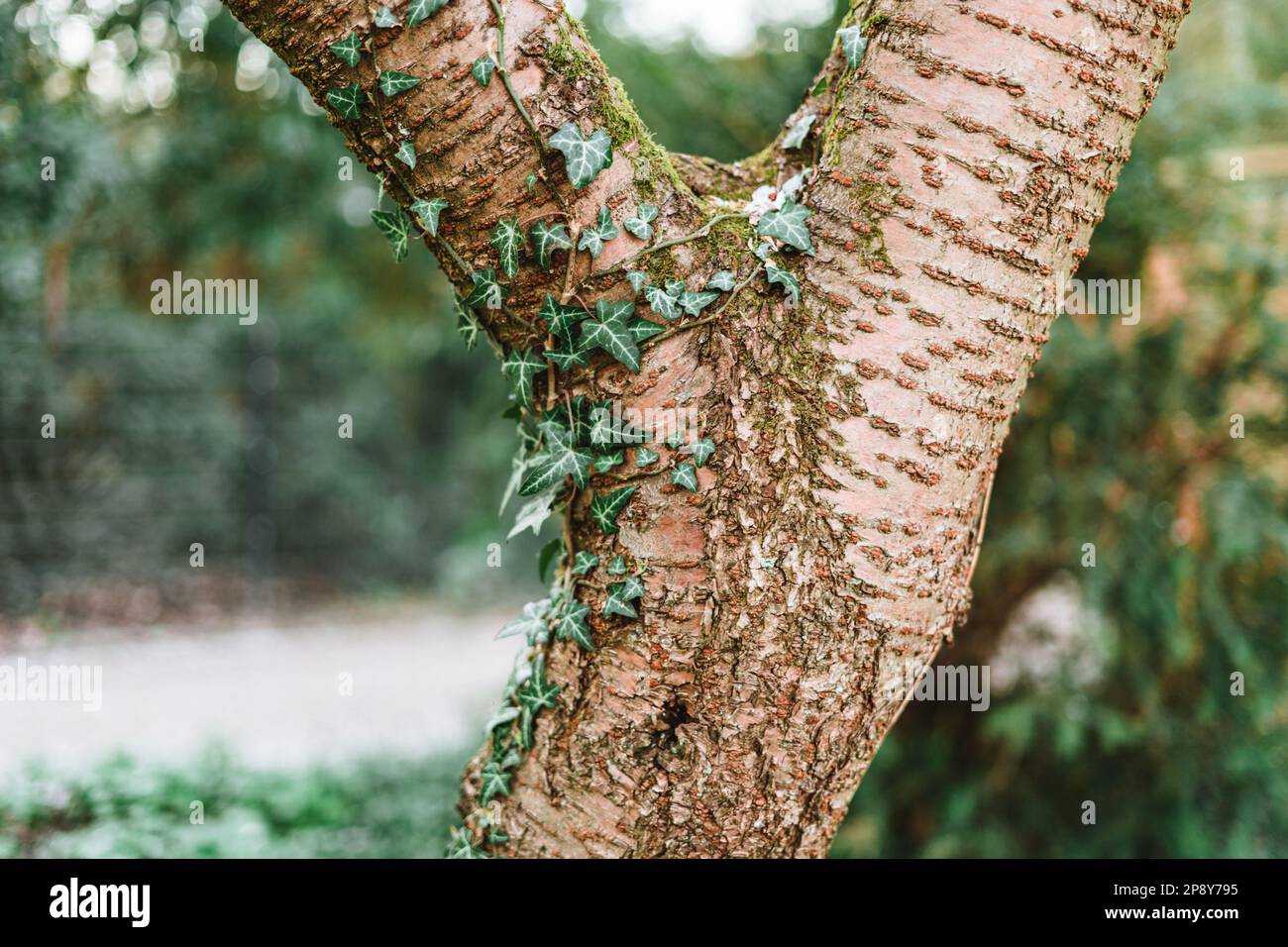 Spring Cone Tree Decorative tree branch border hi-res stock photography and images - Alamy