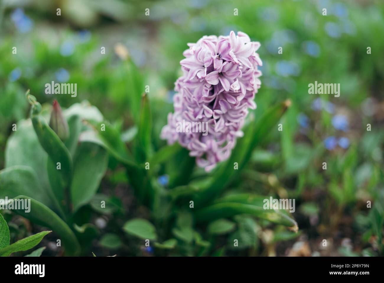 Close-up of a hyacinthus orientalis, the common hyacinth, garden hyacinth or Dutch hyacinth Stock Photo