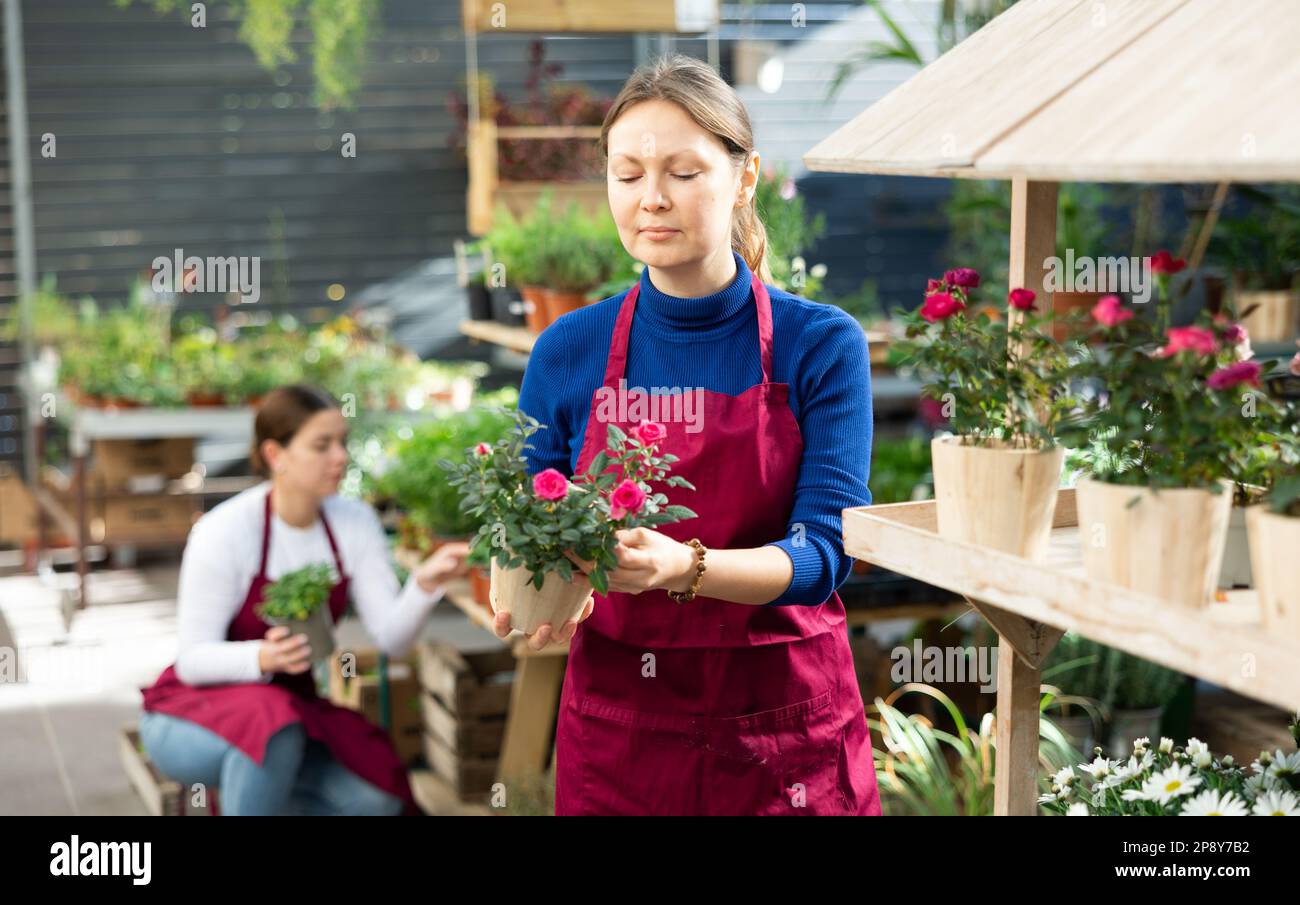 female worker holding flower pot with rose bush in her hands Stock ...