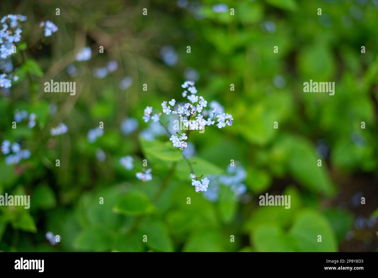 Myosotis scorpioides, the true forget-me-not or water forget-me-not Stock Photo