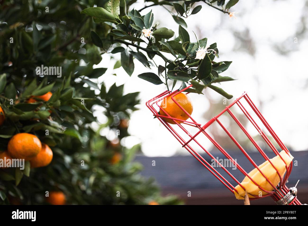 A citrus picker choosing a perfect orange clementine satsuma tree