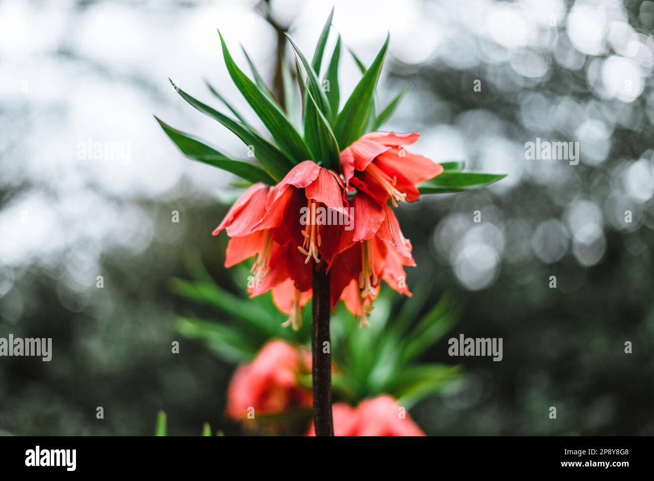 Fritillaria imperialis, the crown imperial, imperial fritillary or Kaiser's crown Stock Photo