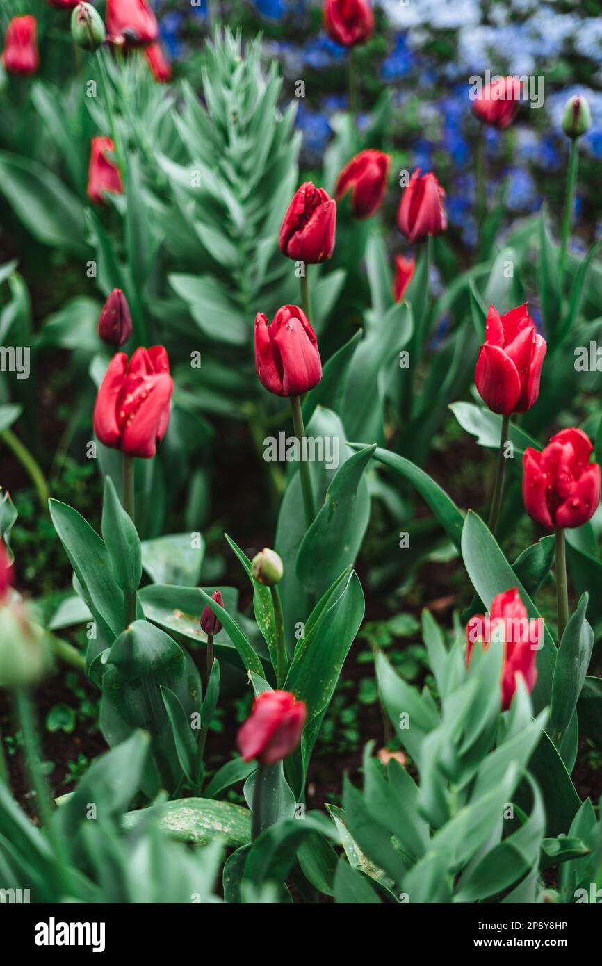 Tulipa gesneriana, the Didier's tulip or garden tulip, is a species of plant in the lily family Stock Photo