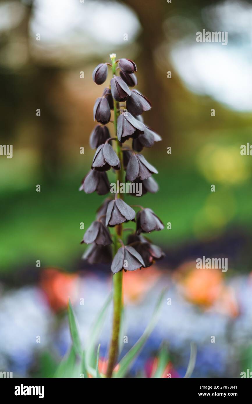 Fritillaria persica is a Middle Eastern species of flowering plant in the lily family Liliaceae Stock Photo