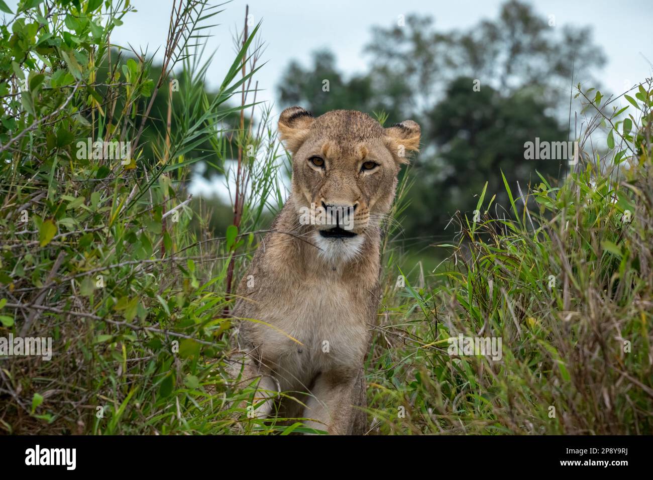 Lioness Emerging from the Bush Stock Photo