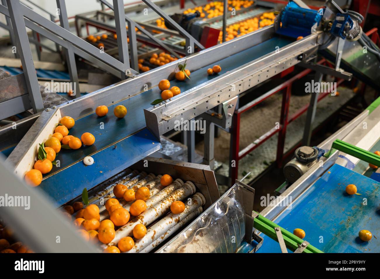 Ripe tangerines running on sorting line with roller elevator Stock Photo