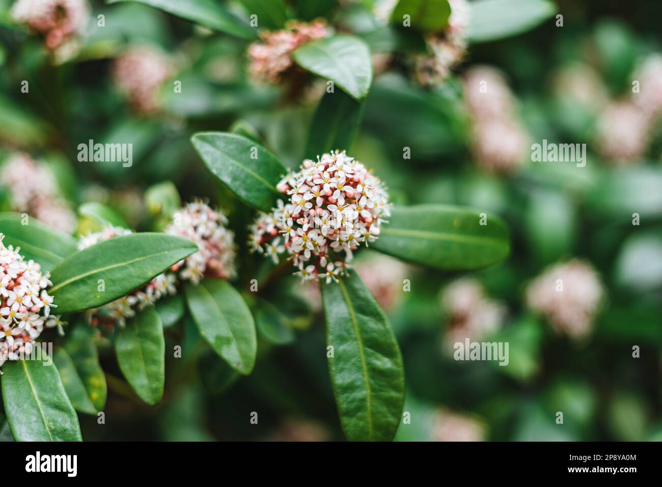 Skimmia japonica, the Japanese skimmia is a species of flowering plant in the family Rutaceae Stock Photo