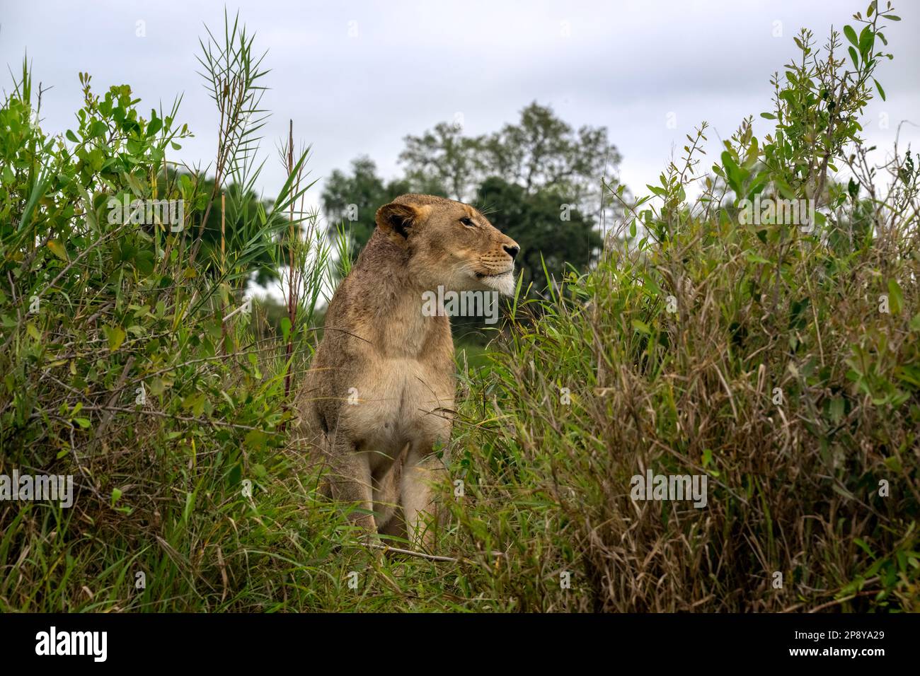 Lioness Emerging from the Bush Stock Photo