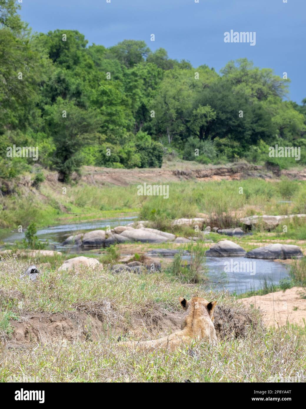 Lone Lioness staring out across the Sand River, Sabi Sands Stock Photo