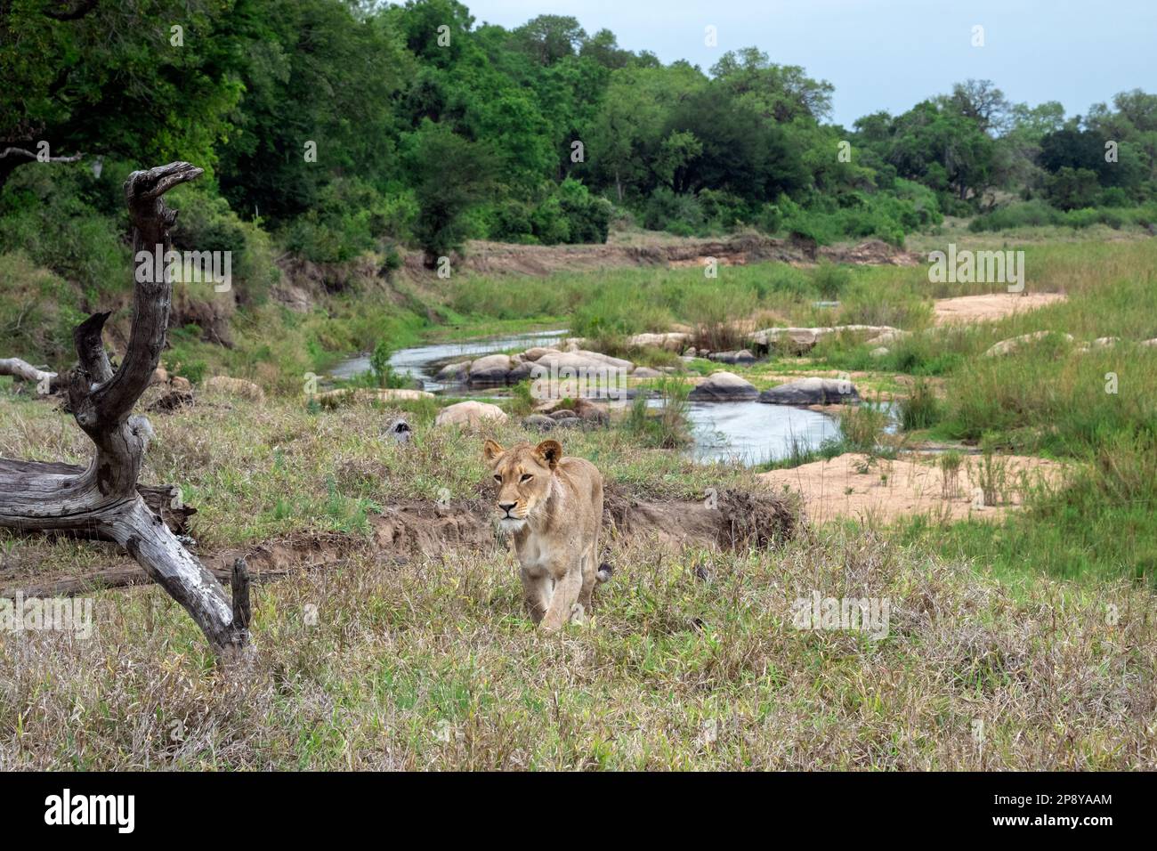 Lone Lioness Walking above the Sand River, Sabi Sands Stock Photo