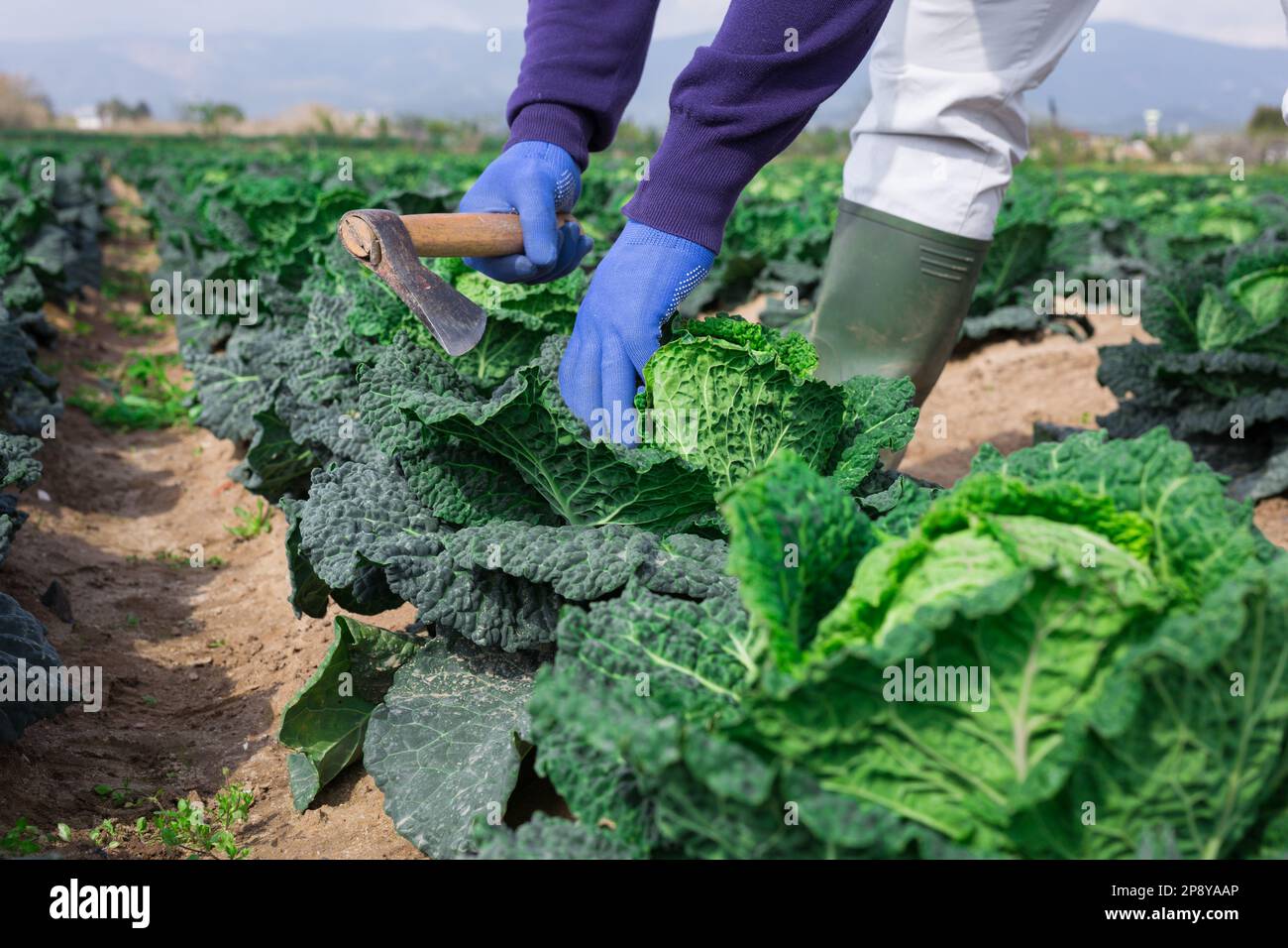harvesting-ripe-cabbage-in-farm-field-stock-photo-alamy