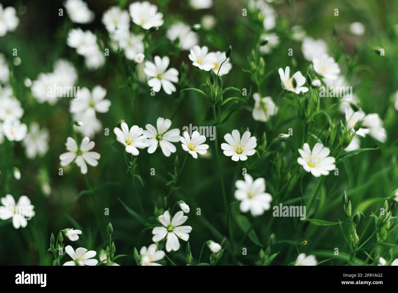 A bunch of Stellaria flowers plant Stock Photo