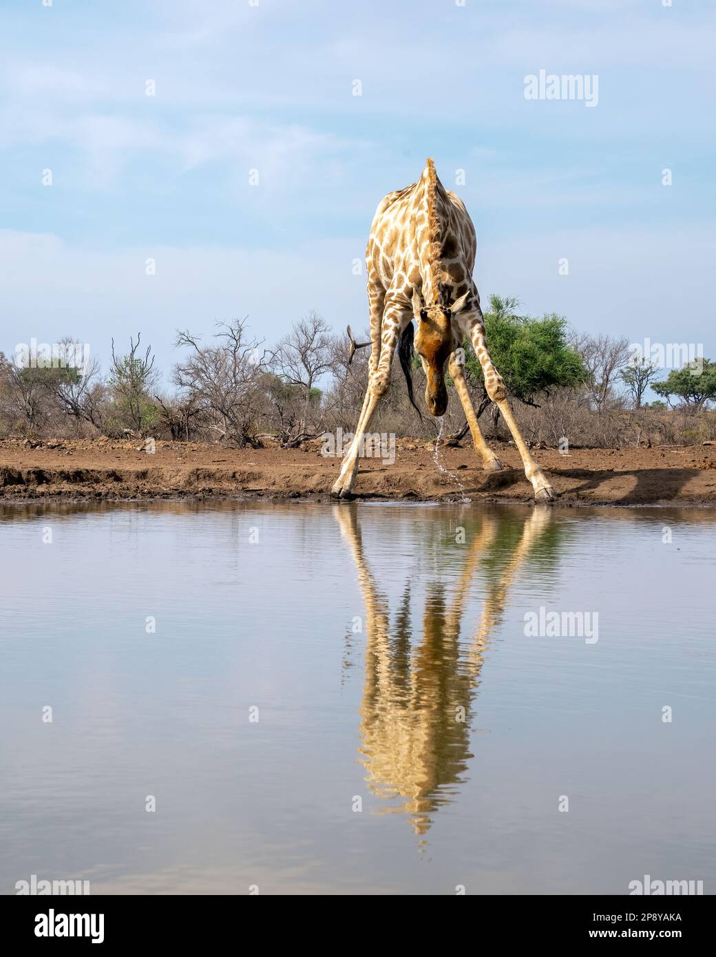 Lone Giraffe drinking from a Waterhole in Botswana, Africa Stock Photo
