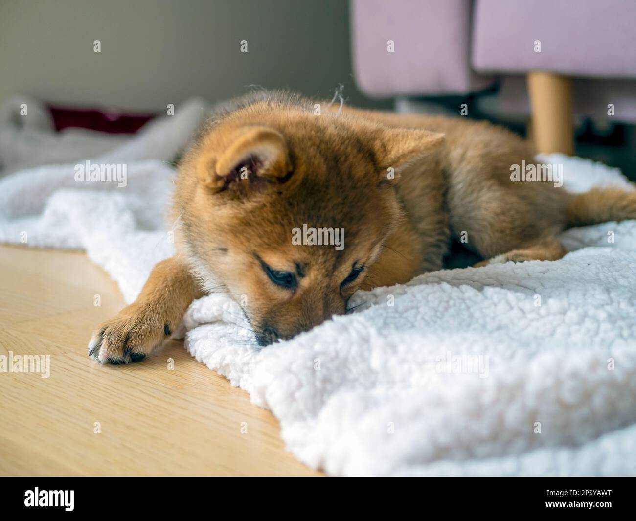Portrait of cute Shiba Inu small dog, puppy, Close up. Dogecoin. Red-haired  Japanese dog smile portrait. Illuminating color, cryptocurrency, electronic  money. High quality photo Stock Photo - Alamy