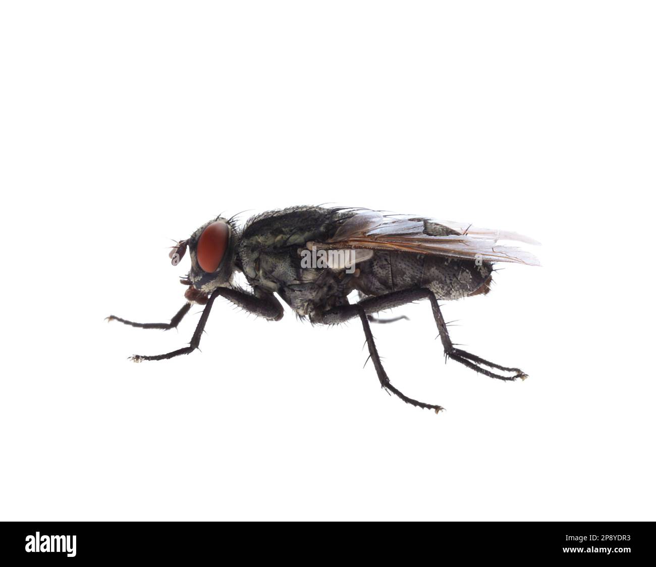 One common black fly on white background Stock Photo - Alamy
