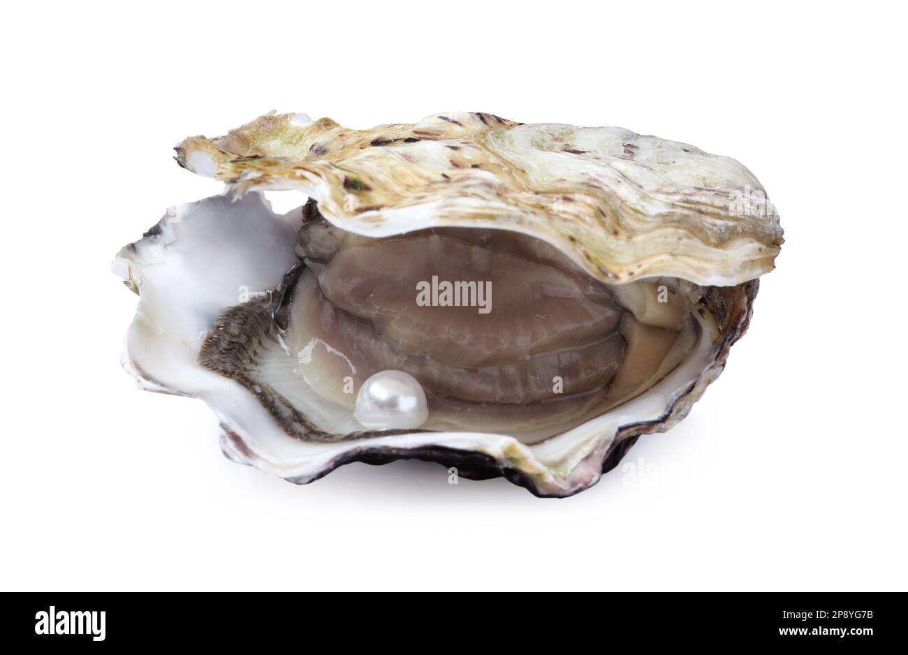 Open oyster with pearl isolated on white Stock Photo Alamy