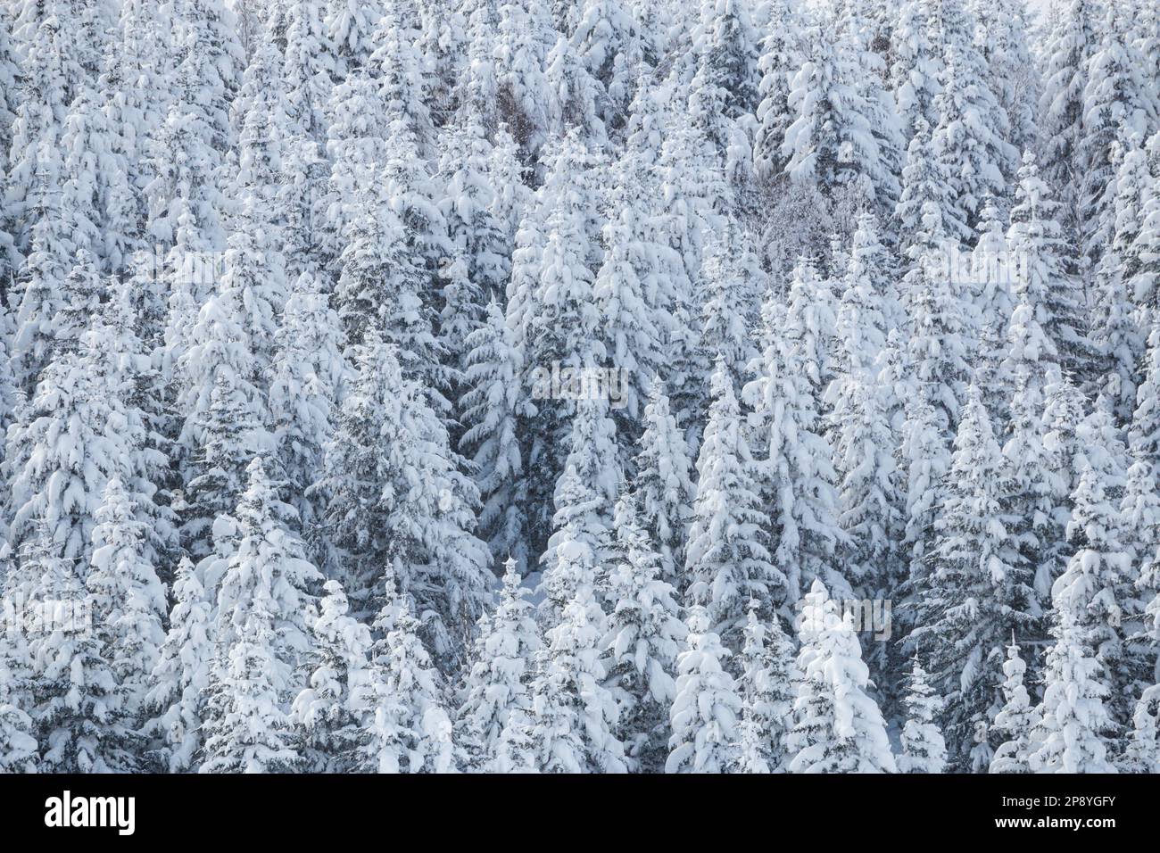 Snow on evergreen tree hi-res stock photography and images - Alamy
