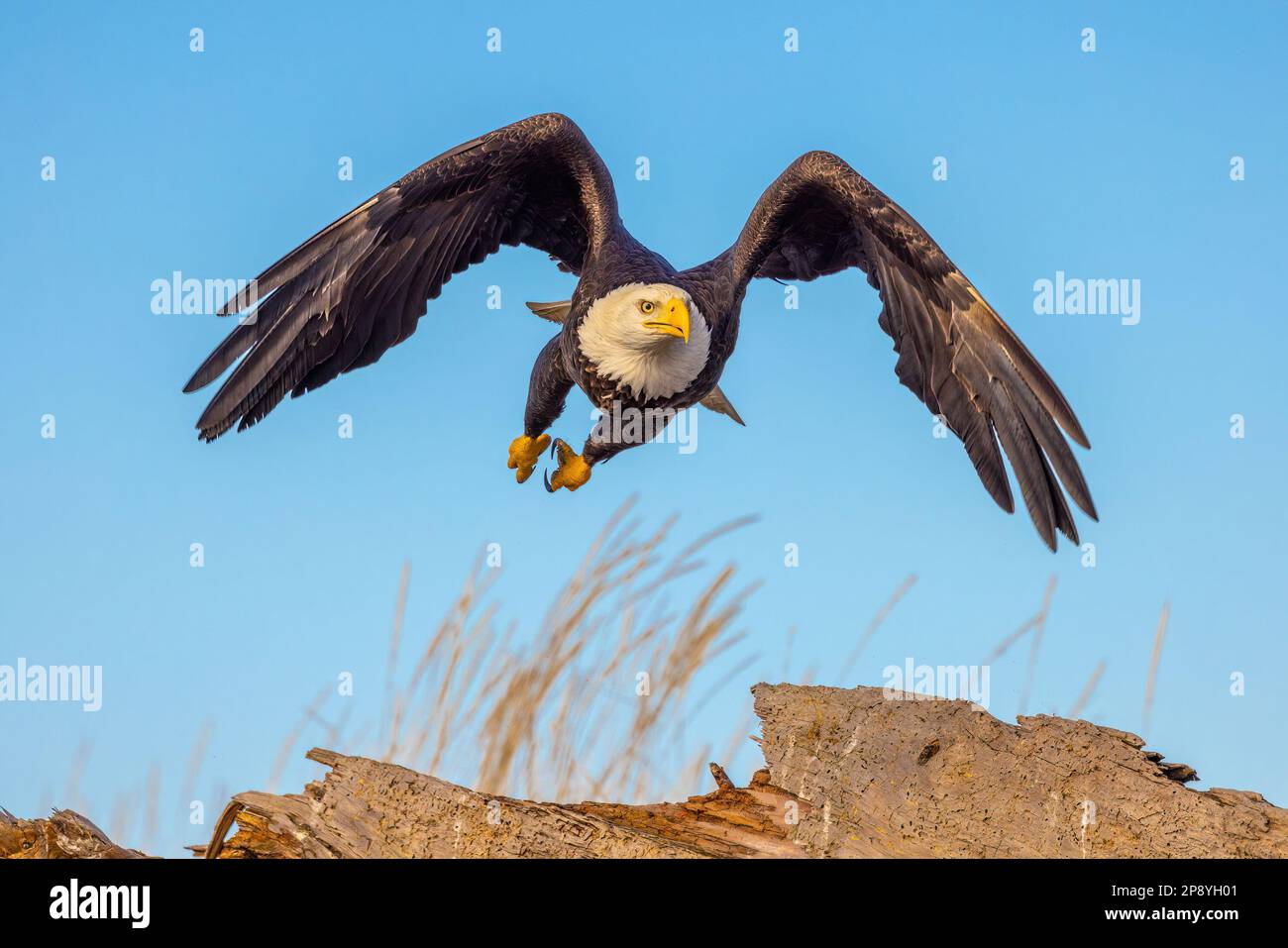 Bald eagles in Alaska in winter Stock Photo Alamy