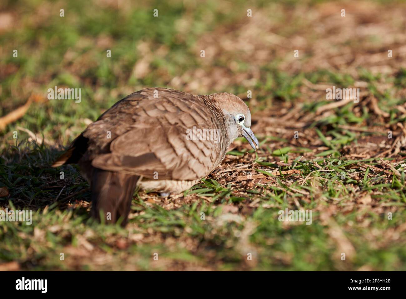 A Ground Dove picking seed from the grass Stock Photo Alamy