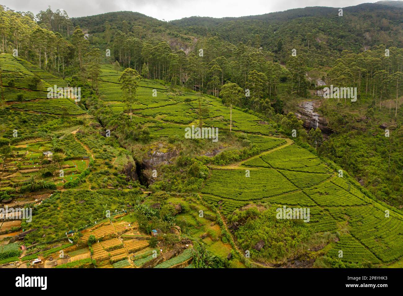 Tea plantations on hillsides in a mountainous province. Tea estate ...