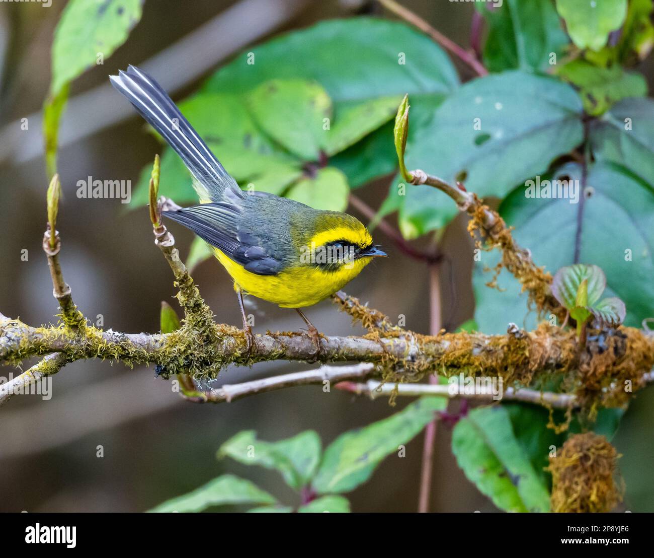 Yellow bellied fantail hires stock photography and images Alamy