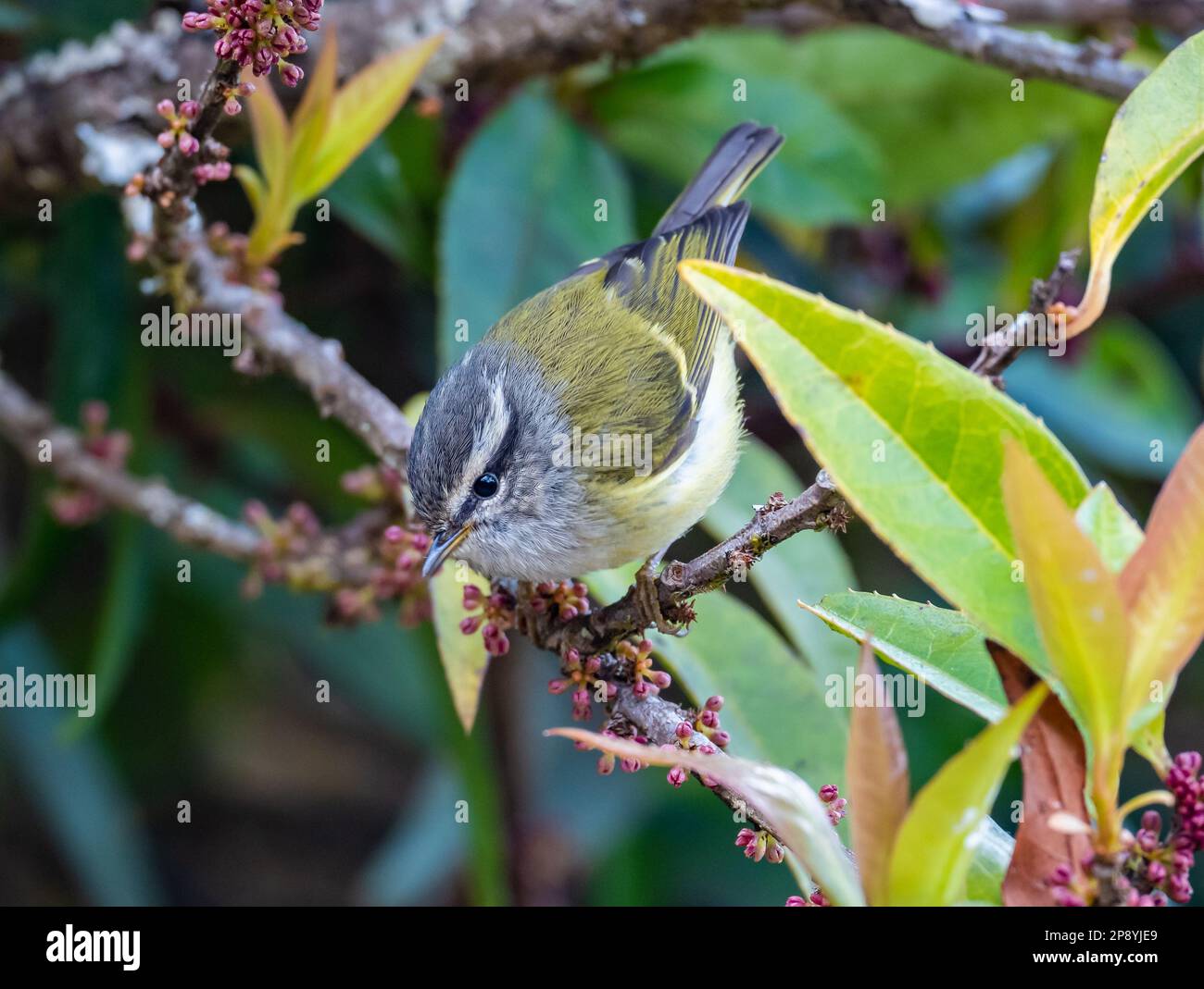 An Ashy-throated Warbler (Phylloscopus maculipennis) foraging on tree. Thailand. Stock Photo